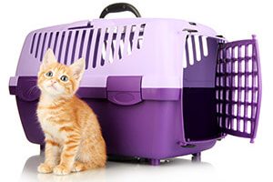 Cat carrier