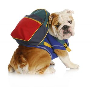 Dog with backpack