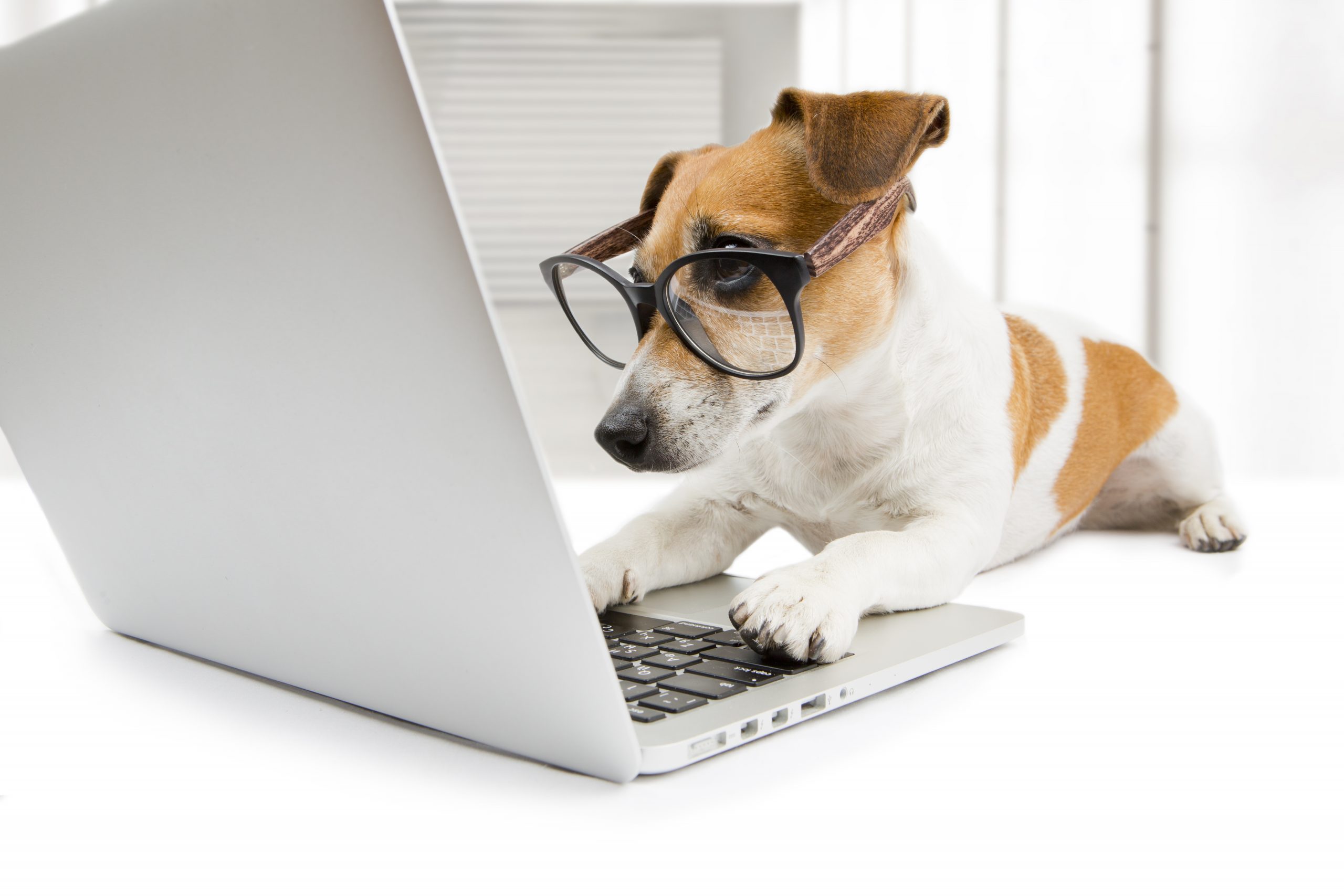 Clever-looking dog at a computer