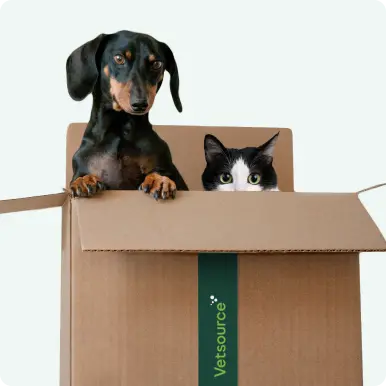 A dachshund and a black-and-white cat looking over the top of an open home-delivery box.